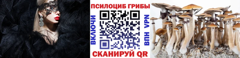 Галлюциногенные грибы Psilocybe  закладка  Чаплыгин 